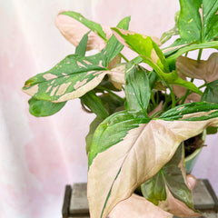 20 - 35cm Syngonium Pink Splash Arrowhead Plant 12cm Pot House Plant House Plant