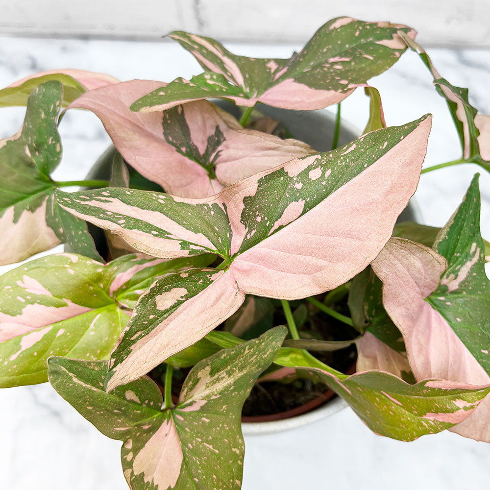 20 - 35cm Syngonium Pink Splash Arrowhead Plant 14cm Pot House Plant –  Plants For All Seasons