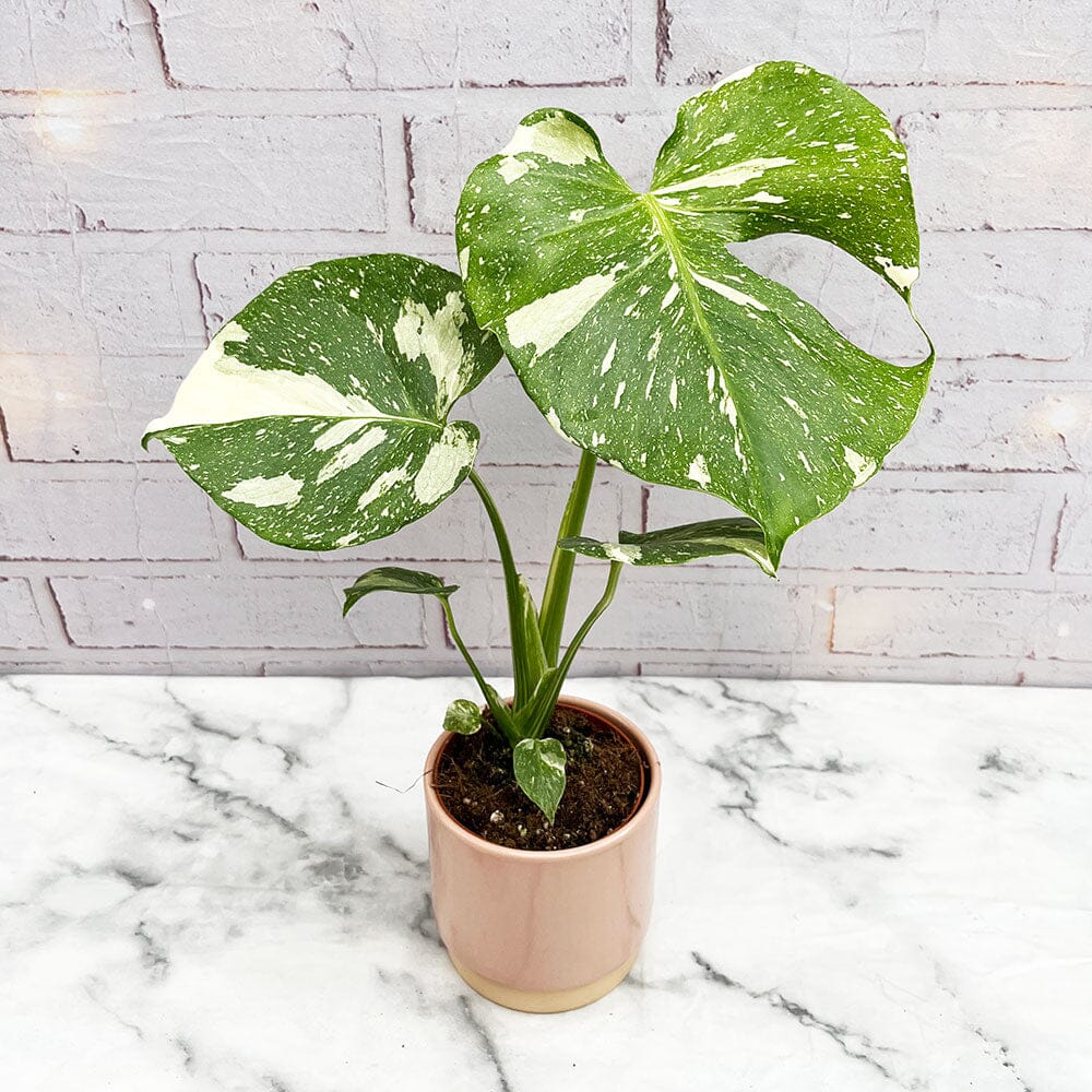 25 - 35 Monstera Thai Constellation Cheese Plant Variegated 10cm Pot House Plant
