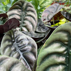 25 - 35cm Alocasia Red Secret Elephant Ear 12cm Pot House Plant House Plant