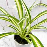 25 - 35cm Chlorophytum Comosum Spider House Plant 15cm Pot House Plant