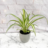 25 - 35cm Chlorophytum Comosum Spider House Plant 12cm Pot
