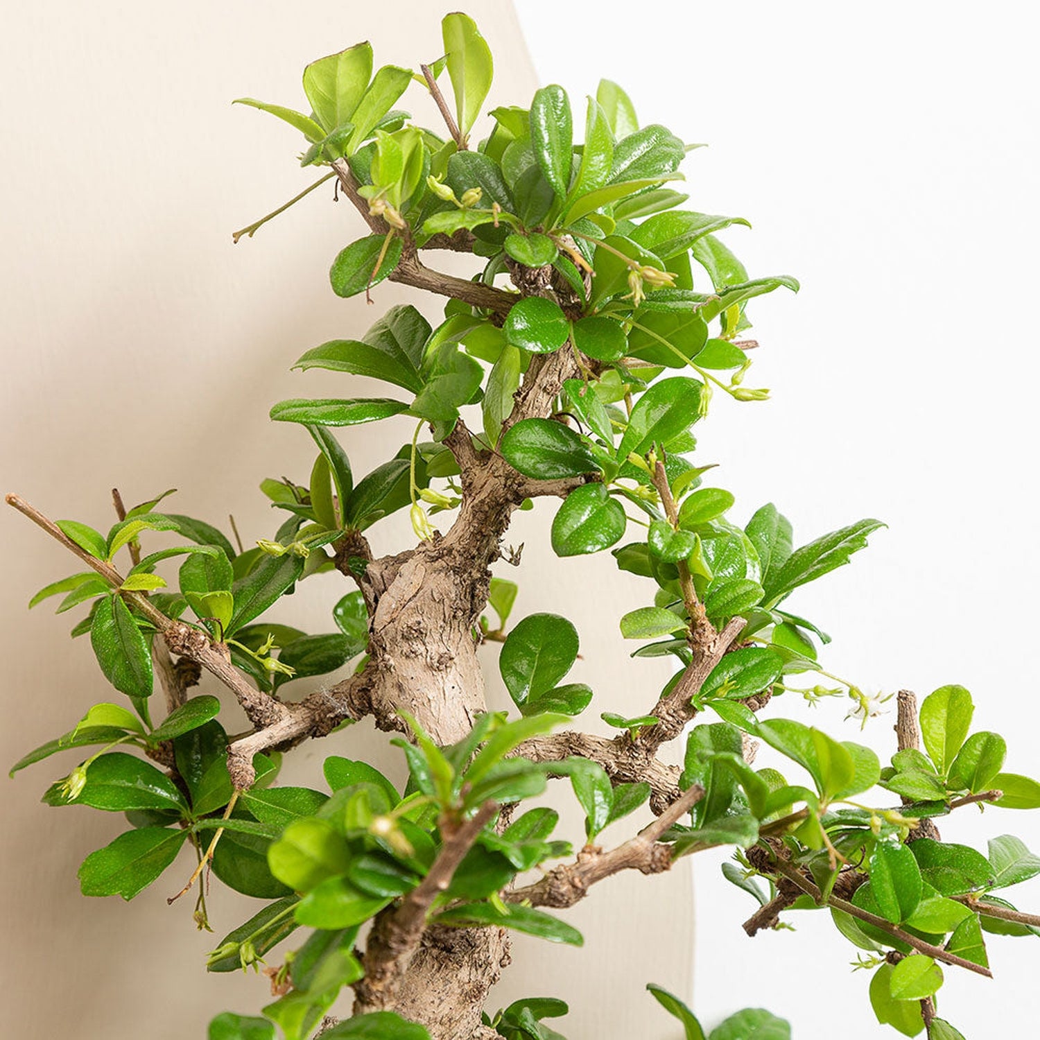 25 - 35cm Ficus Carmona Retusa Bonsai Tree in Ceramic Pot House Plant House Plant