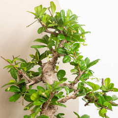 25 - 35cm Ficus Carmona Retusa Bonsai Tree in Ceramic Pot House Plant House Plant