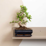 25 - 35cm Ficus Carmona Retusa Bonsai Tree in Ceramic Pot House Plants