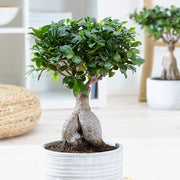 25 - 35cm Ficus Ginseng Bonsai Rubber Plant 12cm Pot House Plant