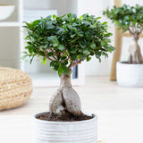 25 - 35cm Ficus Ginseng Bonsai Rubber Plant 14cm Pot House Plants