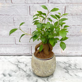 25 - 35cm Ficus Microcarpa Bonsai Rubber Plant 12cm Pot House Plant