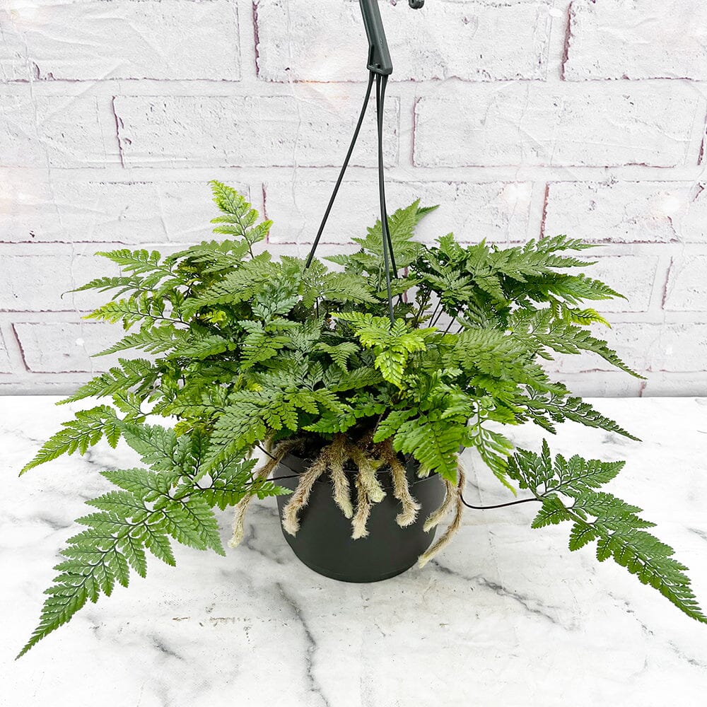 Humata Fern 25 - 35cm Hare's Foot Fern in Hanging Pot Humata Tyermanii 17cm Pot Ho ...