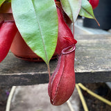 25 - 35cm Nepenthes Bloody Mary in Hanging Pot Monkey Jars 14cm Pot House Plant