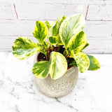 25 - 35cm Peperomia Obtusifolia USA 12cm Pot House Plant House Plant
