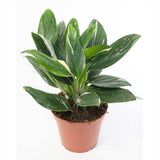 25 - 35cm Philodendron Cobra Variegata Monstera Standleyana 17cm Pot House Plants
