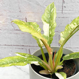 25 - 35cm Philodendron Ring of Fire 14cm Pot House Plant House Plant