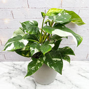 40 - 50cm Philodendron  White Princess 17cm Pot House Plant