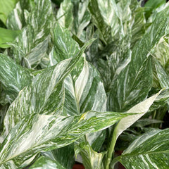 25 - 35cm Spathiphyllum Peace Lily Variegated 14cm Pot House Plant Potted Houseplants
