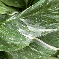 25 - 35cm Spathiphyllum Peace Lily Variegated 14cm Pot House Plant Potted Houseplants