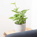 25 - 35cm Syngonium Angustatum Arrowhead Plant 13cm Pot House Plants
