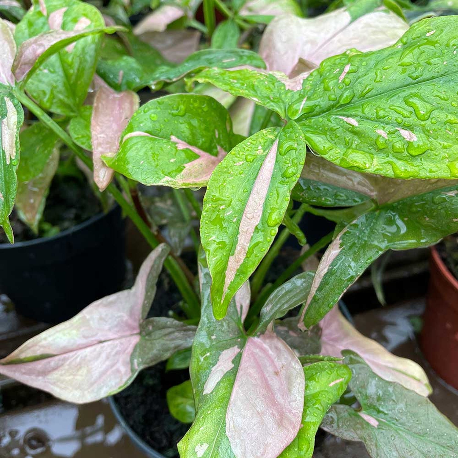 25 - 35cm Syngonium Pink Splash Arrowhead Plant 12cm Pot House Plant Potted Houseplants