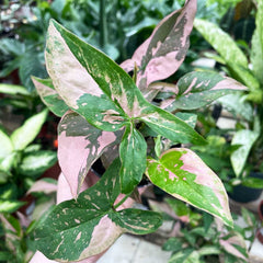 25 - 35cm Syngonium Pink Splash Arrowhead Plant 12cm Pot House Plant Potted Houseplants