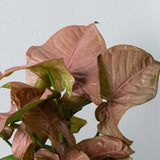 25 - 35cm Syngonium Red Heart Arrowhead Plant 14cm Pot House Plant Potted Houseplants