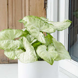 25 - 35cm Syngonium White Butterfly Arrowhead Plant 14cm Pot House Plants