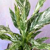 25 - 40cm Spathiphyllum Peace Lily Variegated 12cm Pot House Plant House Plant