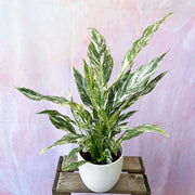 40 - 55cm Spathiphyllum Peace Lilly Variegated 14cm Pot House Plant