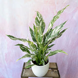 40 - 55cm Spathiphyllum Peace Lilly Variegated 14cm Pot House Plant