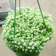 30 - 45cm Variegated String of Pearls Senecio Rowleyanus 14cm Pot House Plant