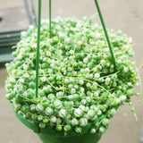 25 - 45cm Variegated String of Pearls Senecio Rowleyanus 14cm Pot House Plant House Plant