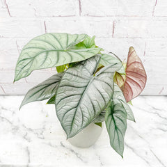 30 - 40cm Alocasia Nebula Elephant Ear 15cm Pot House Plant House Plant