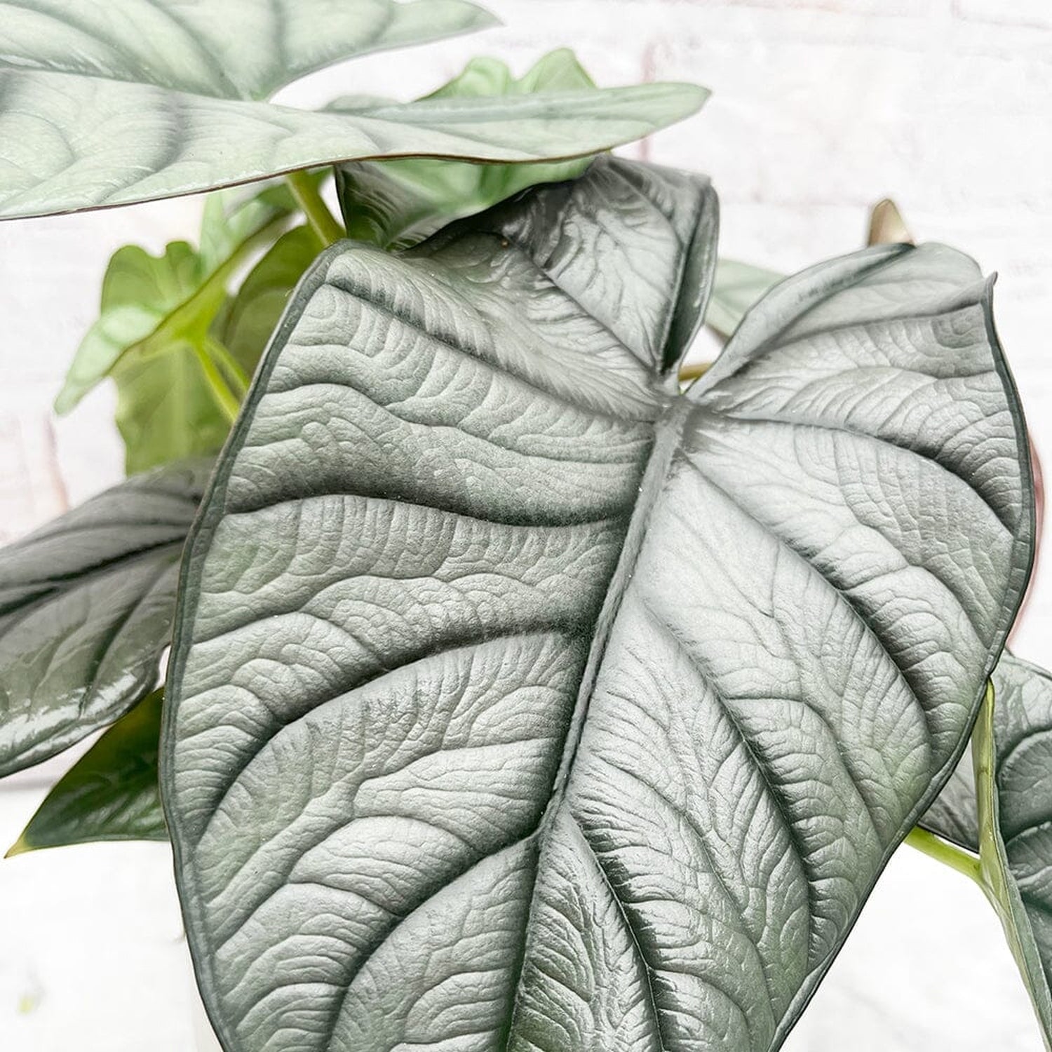 30 - 40cm Alocasia Nebula Elephant Ear 15cm Pot House Plant House Plant