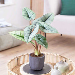 30 - 40cm Alocasia Platinum Elephant Ear 14cm Pot House Plants