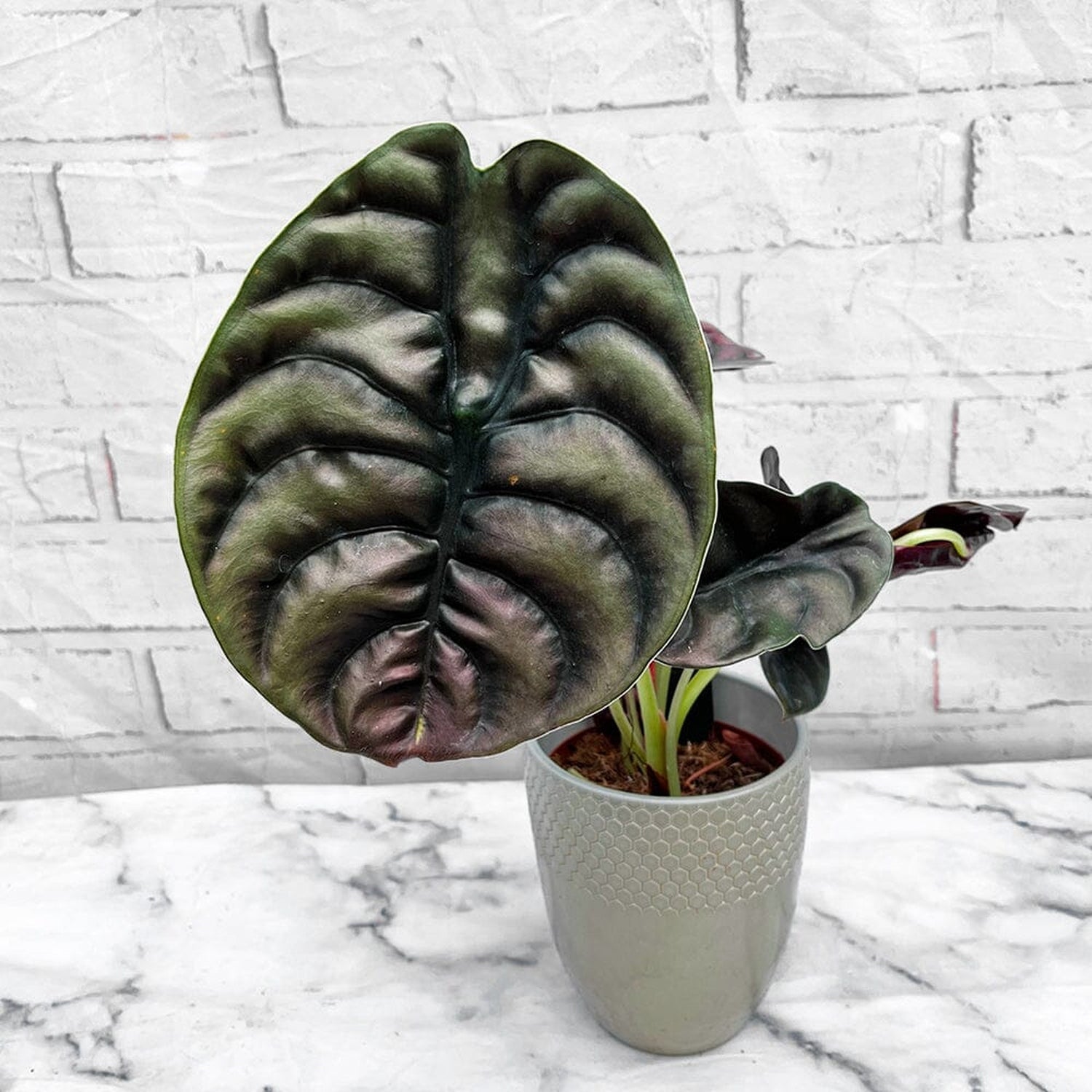 30 - 40cm Alocasia Red Secret Elephant Ear 12cm Pot House Plant House Plant
