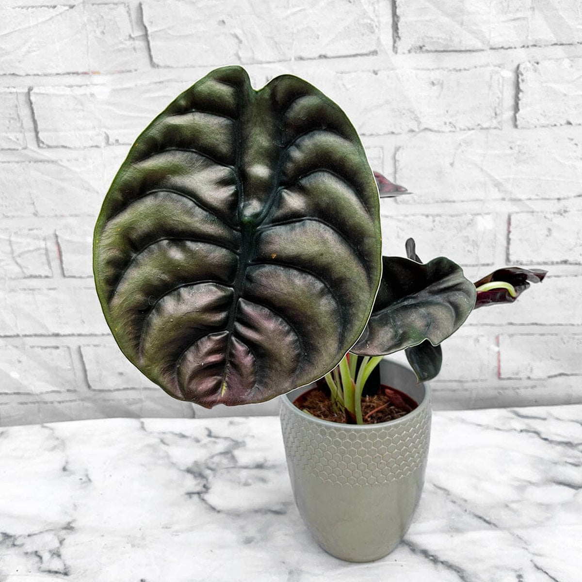 30 - 40cm Alocasia Red Secret Elephant Ear 12cm Pot House Plant House Plant