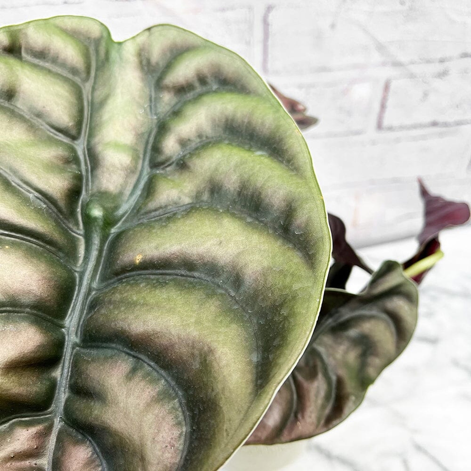 30 - 40cm Alocasia Red Secret Elephant Ear 12cm Pot House Plant House Plant
