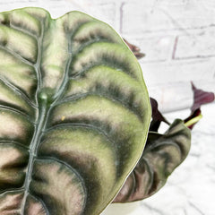 30 - 40cm Alocasia Red Secret Elephant Ear 12cm Pot House Plant House Plant