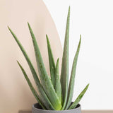 30 - 40cm Aloe Vera 12cm Pot House Plant