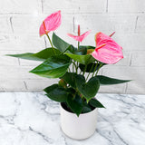 35 - 40cm Anthurium Cherry Love Pink Flower 12cm Pot House Plant