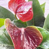 30 - 40cm Anthurium Deep Red Flower 14cm Pot House Plant