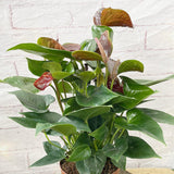 30 - 40cm Anthurium Deep Red Flower 14cm Pot House Plant House Plant