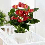 30 - 40cm Anthurium Red Flower 12cm Pot House Plant