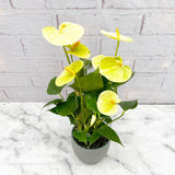 30 - 40cm Anthurium Vanilla Flower 12cm Pot House Plant