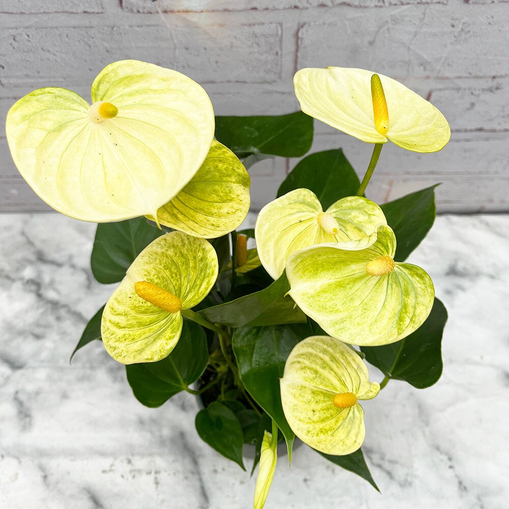 30 - 40cm Anthurium Vanilla Flower 12cm Pot House Plant House Plant