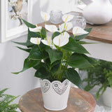 30 - 40cm Anthurium White Flower 13cm Pot House Plants