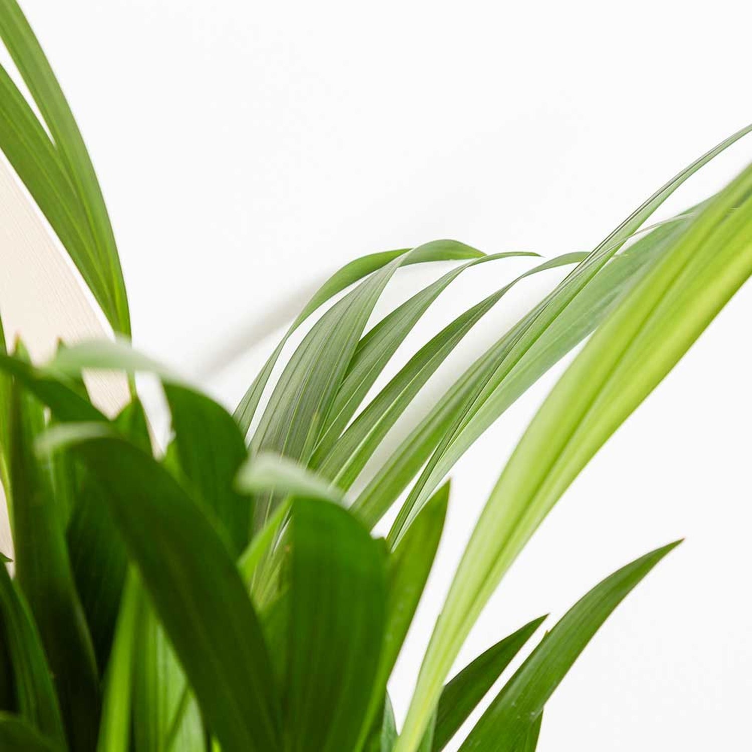 30 - 40cm Areca Palm Dypsis Lutescens 12cm Pot House Plant Potted Houseplants