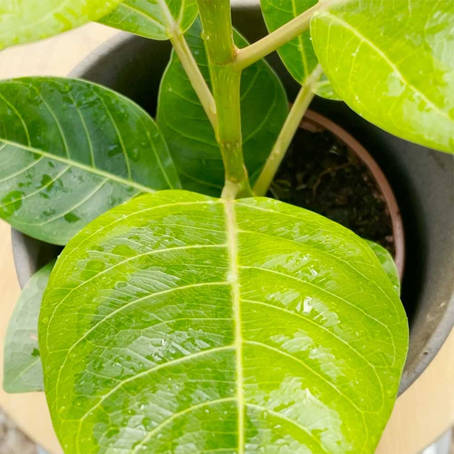 30 - 40cm Ficus Altissima Rubber Plant 12cm Pot House Plant Potted Houseplants