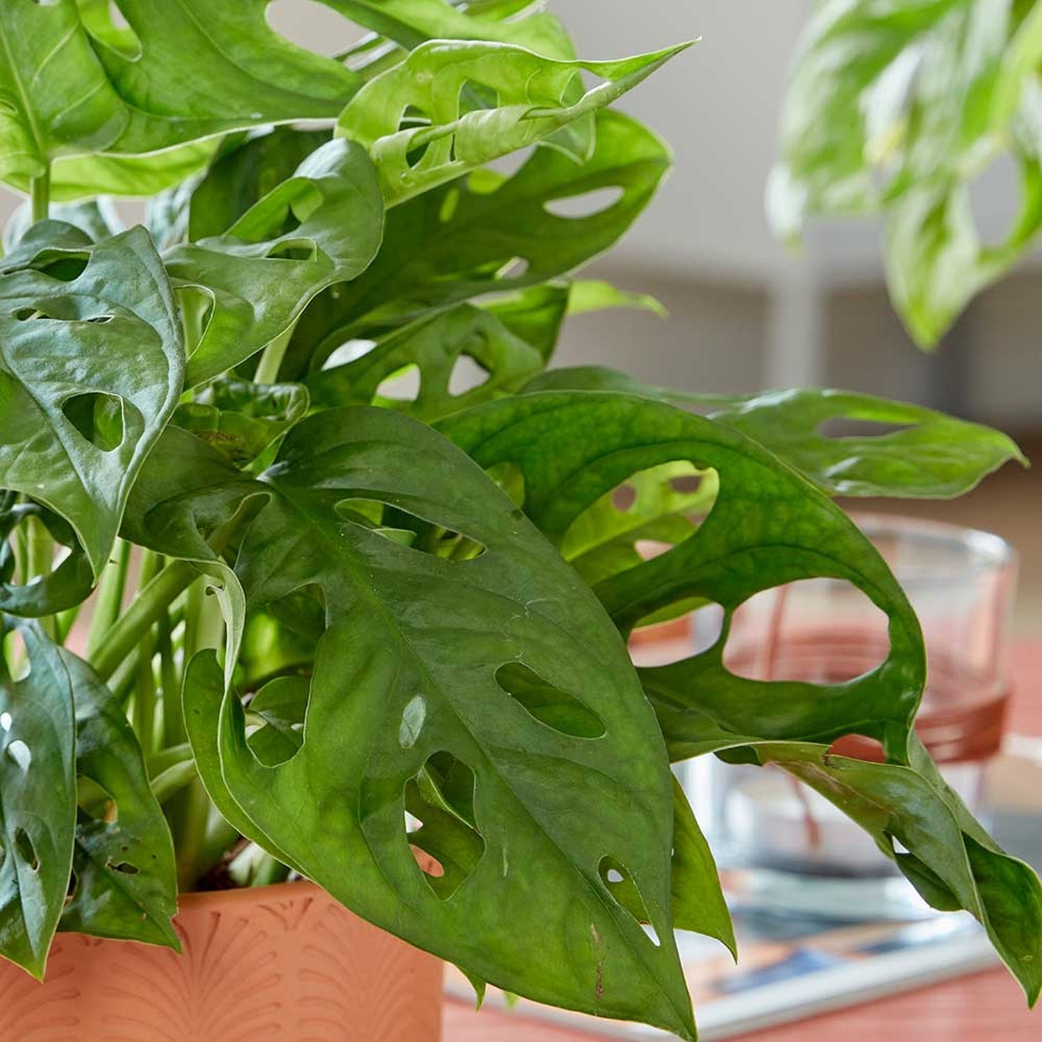 30 - 40cm Monstera Adansonii Monkey Mask 12cm Pot House Plant Potted Houseplants