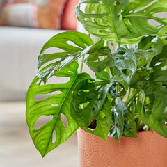 30 - 40cm Monstera Adansonii Monkey Mask 12cm Pot House Plant Potted Houseplants