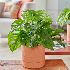 30 - 40cm Monstera Adansonii Monkey Mask 12cm Pot House Plants